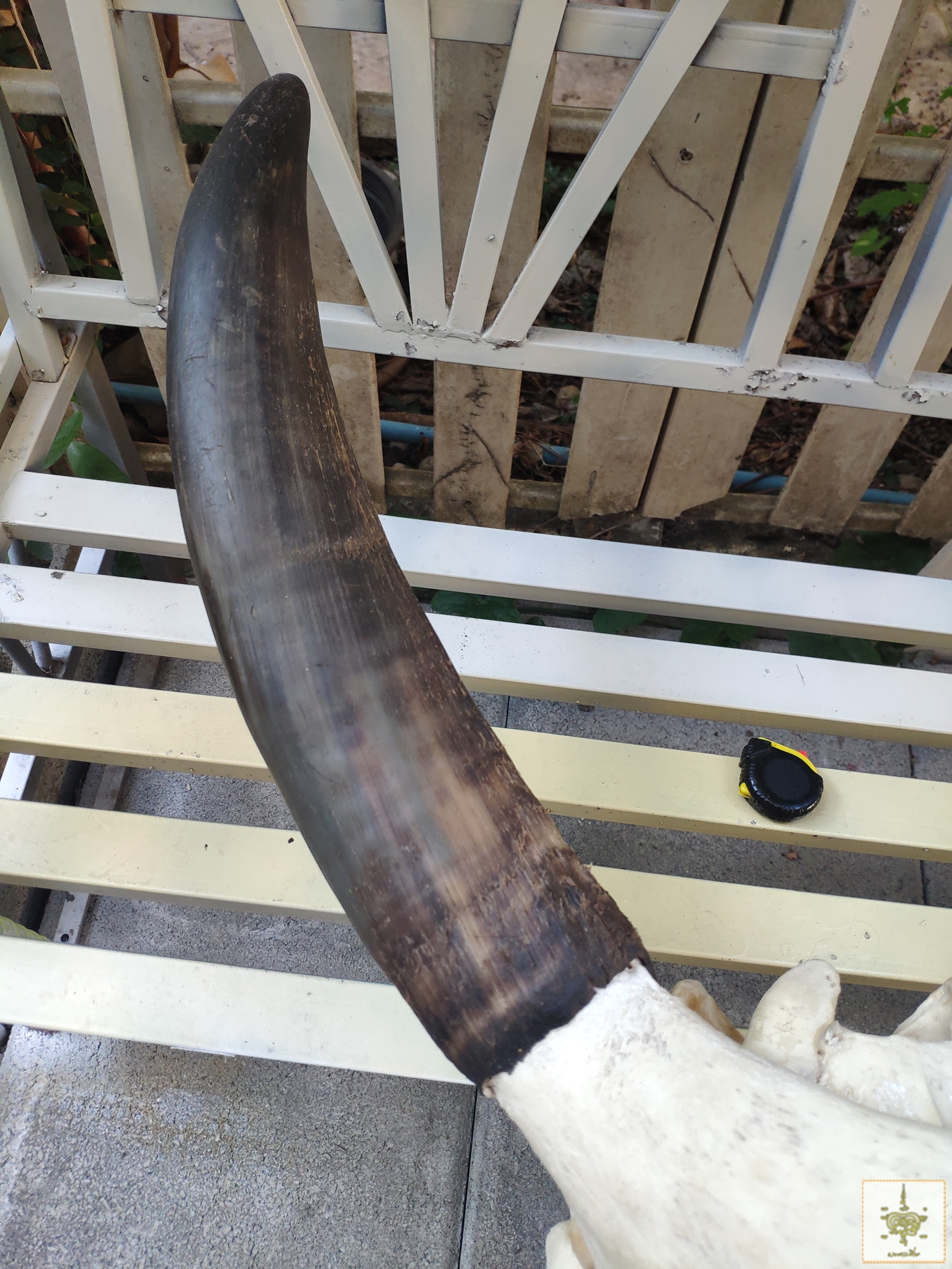 เขาวัวบรามัน ทรงอ้อมเสา