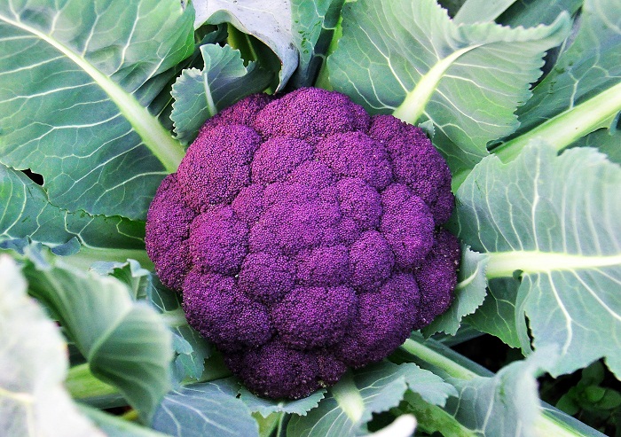 กะหล่ำดอกสีม่วง Purple Cauliflower 20 เมล็ด