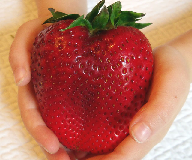 สตรอเบอรี่ Strawberry Super Big 30 เมล็ด