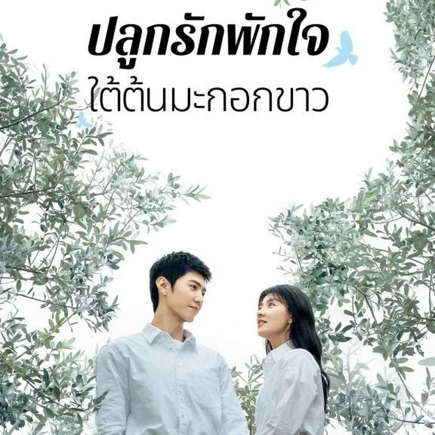 [จีนพากย์ไทย] ปลูกรักพักใจ ใต้ต้นมะกอกขาว The White Olive Tree DVD 7 แผ่น