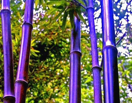 ไผ่สีม่วง 5 เมล็ด