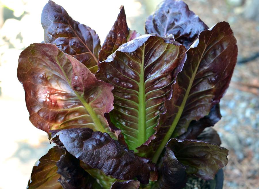 ผักกาดหวาน สีแดง Red Romaine Lettuce 200 เมล็ด