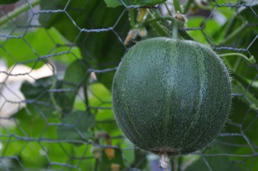 เมล่อน มินิสโซต้า Melon-minnesota-midget 20 เมล็ด 45 บาท