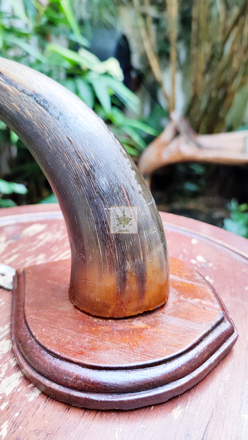 เขาวัว 1 ข้าง