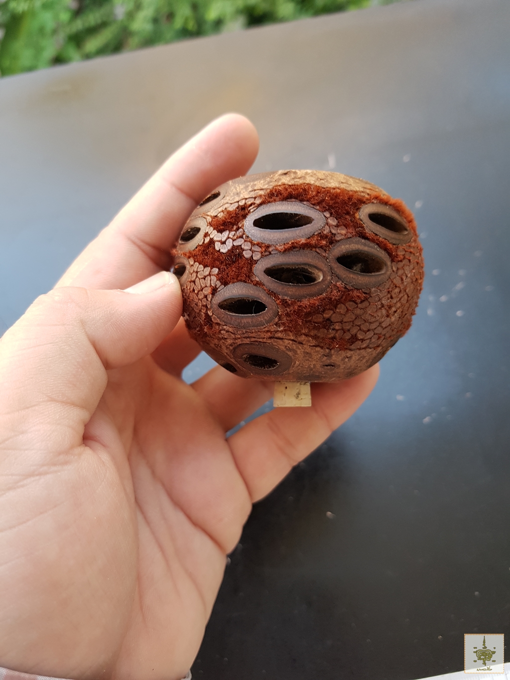 เมล็ดแบงค์เซีย Banksia