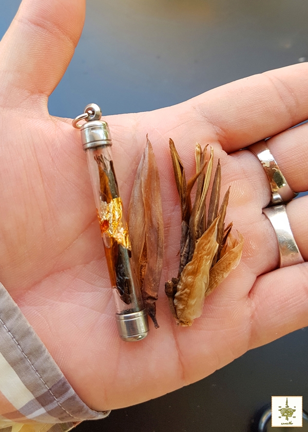 ตะกรุดว่านดอกทอง ตัวผู้-เมีย