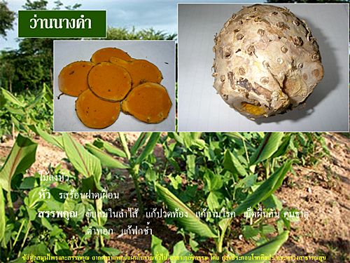 ผงว่านนางคำ 100% (Wild Turmaric Powder)