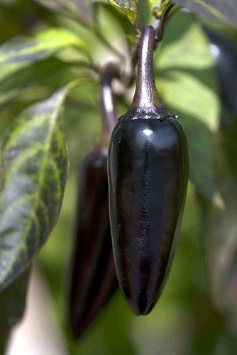 พริกดำฮังกาเรียน Hungarian Black Pepper ชุดละ 10 เมล็ด