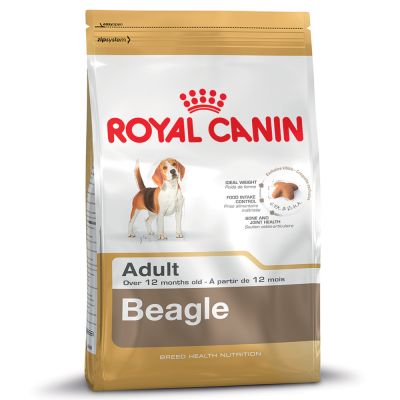 Beagle Adult สุนัขโตพันธุ์บีเกิ้ล