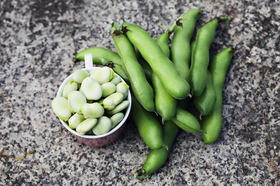 ถั่วปากอ้า Broad bean 15 เมล็ด