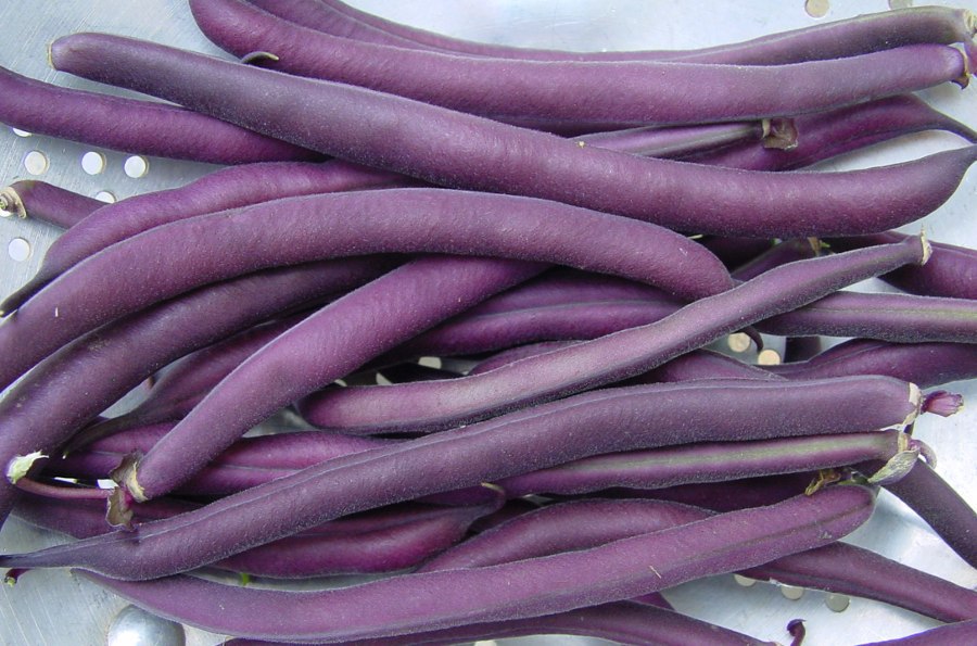 ถั่วแขกสีม่วง Purple green bean 15 เมล็ด