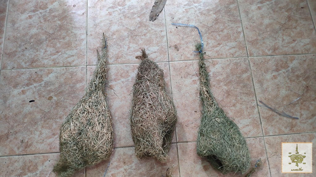 รังนกกระจาบขนาดกลาง