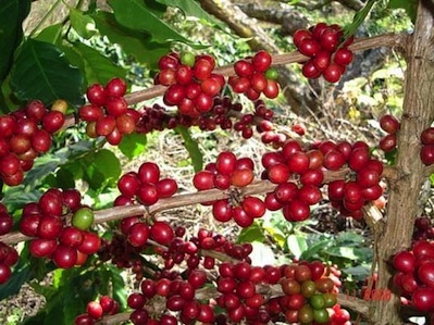 เมล็ดพันธุ์กาแฟพันธุ์อาราบิก้า (Arabica) 50 เมล็ด
