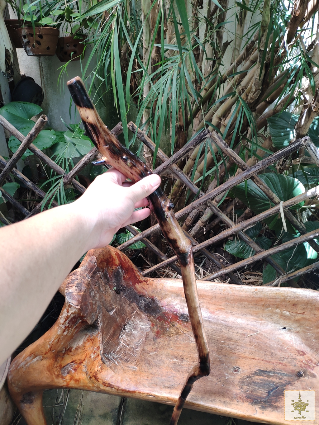 ไม้เท้า ไม้ปังยายา