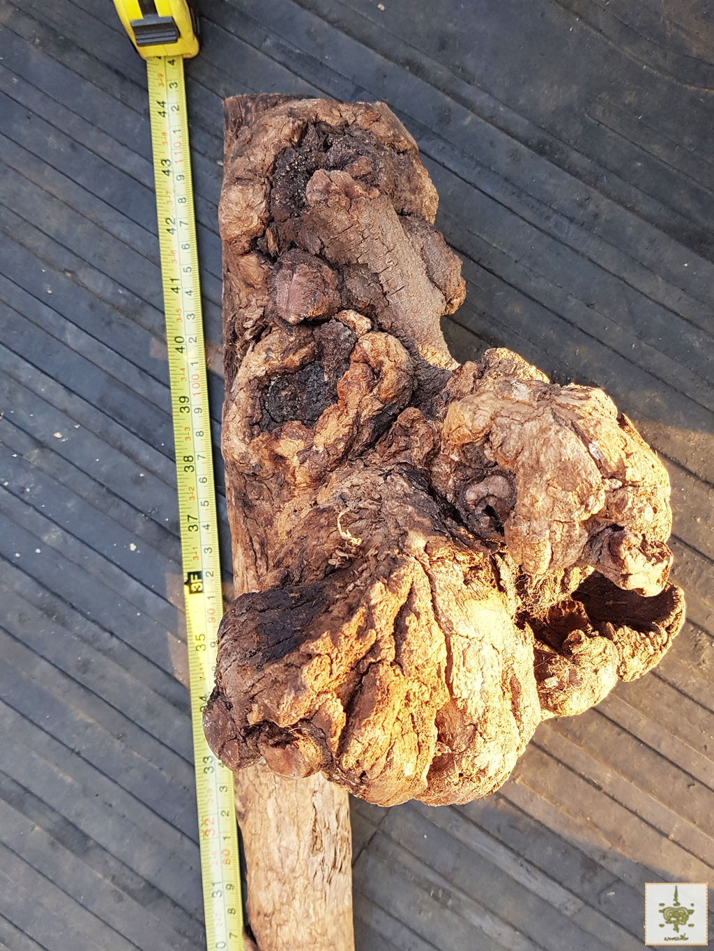 ไม้เท้า ฤาษีกาฝากไม้ขนุน