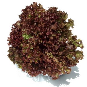 เมล็ดผักสลัด Red Coral ถุงละ 1000 เมล็ด