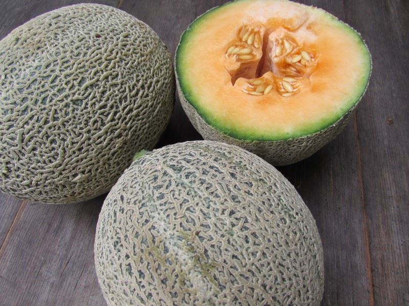 เมล่อนไอโรกัว เนื้อส้ม Melon iroquois 30 เมล็ด