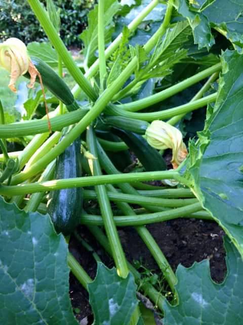 เมล็ดพันธุ์ซูกินี สีเขียว (Green Zucchini) 12 เมล็ด