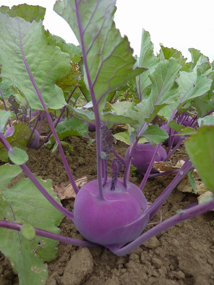 กะหล่ำปม หรือ โคลาบิ สีม่วง Purple Vienna Kohlrabi 200 เมล็ด