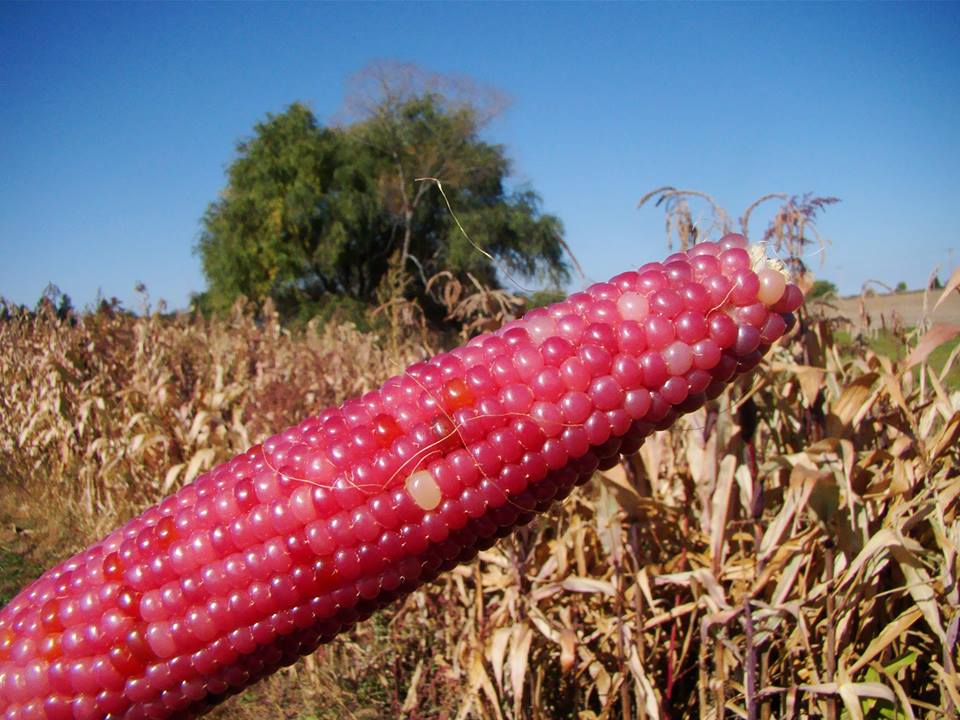 ข้าวโพดสีชมพู early pink popcorn 15 เมล็ด