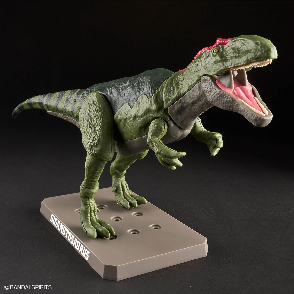 PLANNOSAURUS GIGANOTOSAURUS