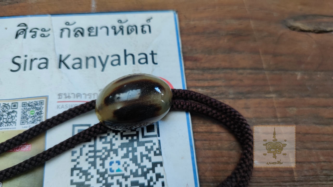 โบโลไทด์ คาวบอย