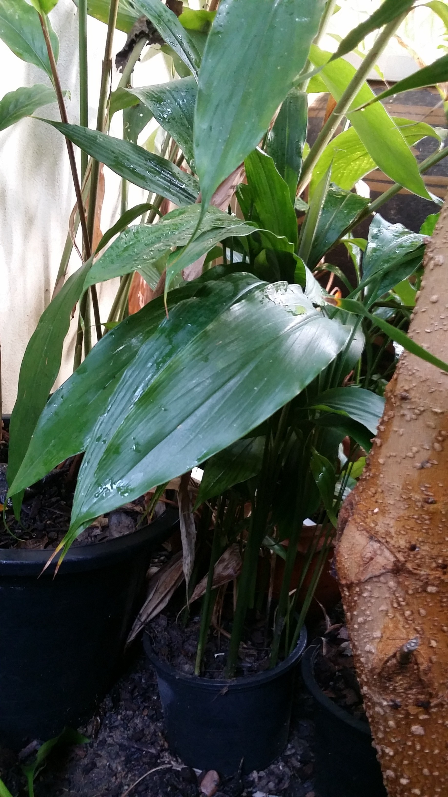 ดอกทอง ตัวผู้-ตัวเมีย