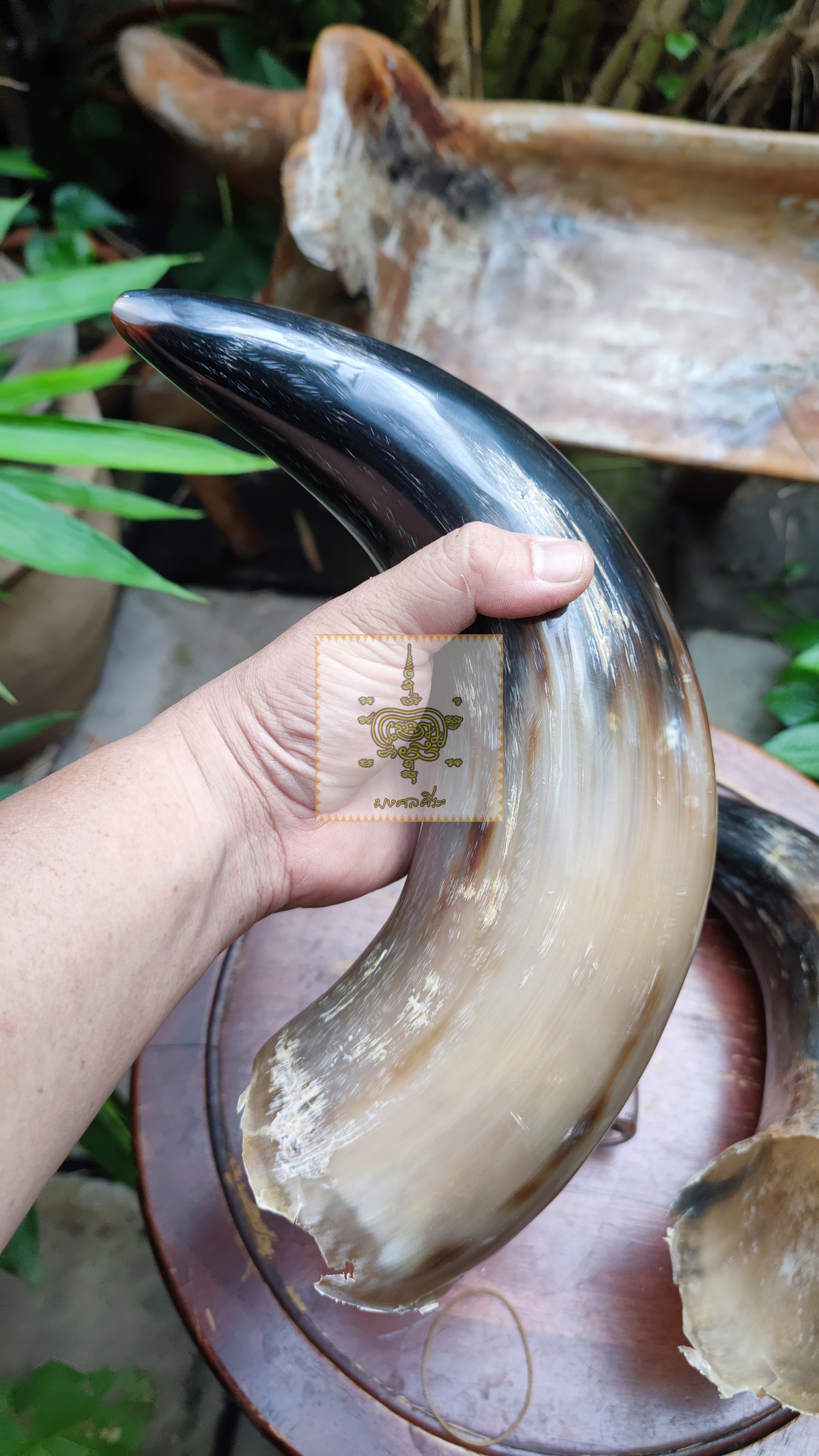 เขาวัวคู่ ขนาดใหญ่