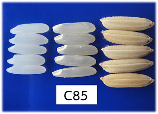 เมล็ดพันธุ์ข้าวเปลือก ข้าวหอมใบเตย62 (C85)