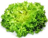 เมล็ดผักสลัด Green Curled Endive ถุงละ 300 เมล็ด