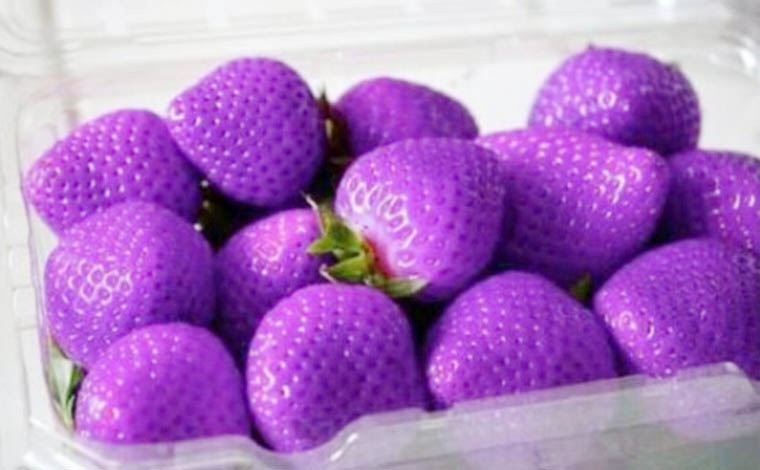 สตรอเบอรี่สีม่วง Purple strawberry 30 เมล็ด