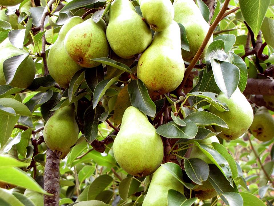 ลูกแพร์ Bartlett Pear 20 เมล็ด