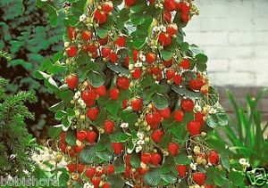 สตรอเบอรี่เลื้อย Climbing Strawberry 30 เมล็ด
