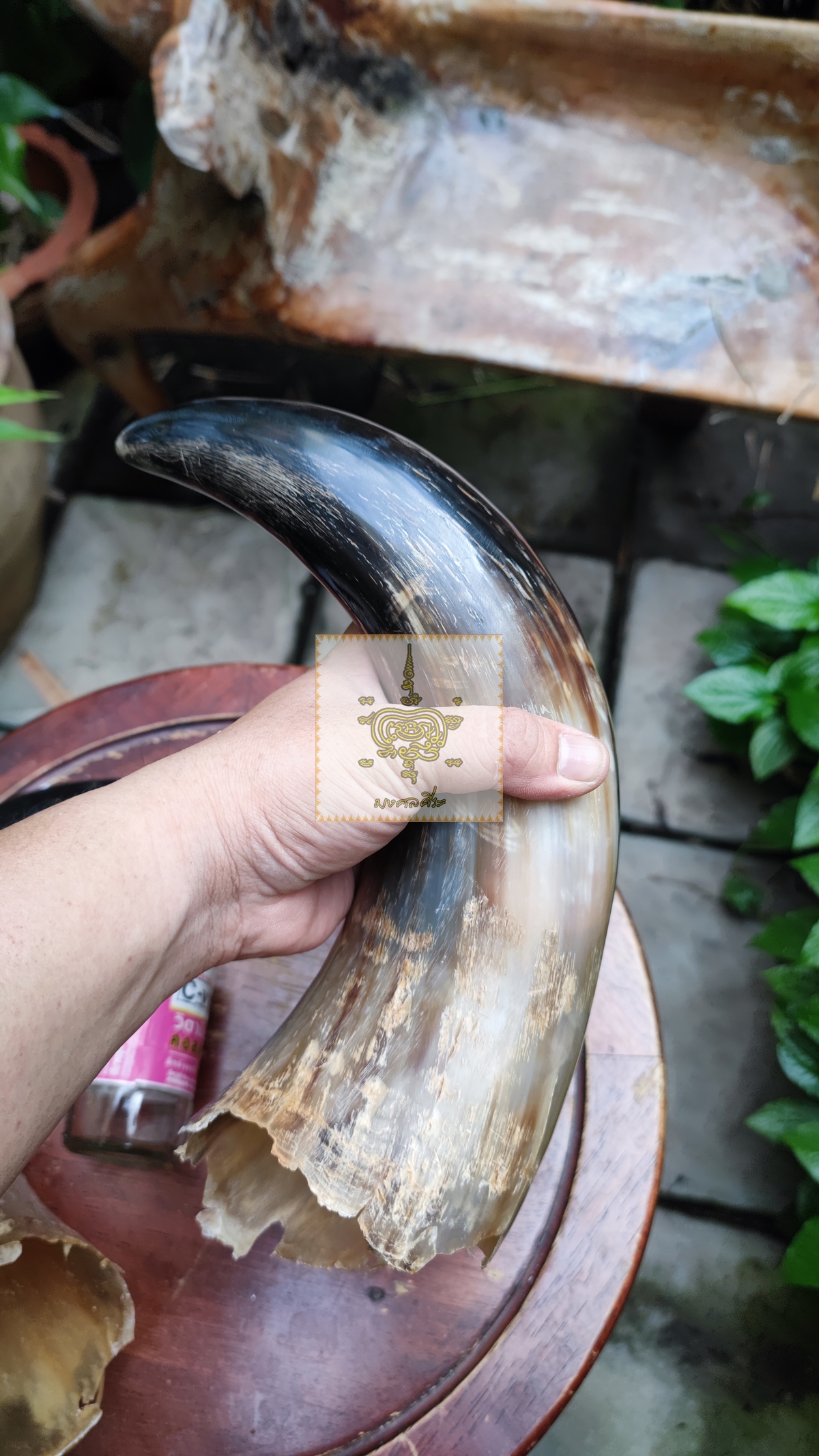 เขาวัวคู่ ขนาดใหญ่