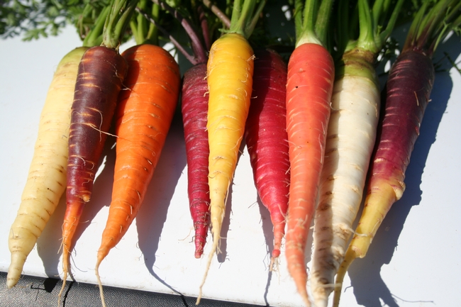 เมล็ดแครอทรวม 5 สี แดง ส้ม เหลือง ม่วง ขาว (Mix Carrot) ถุงละ 500 เมล็ด