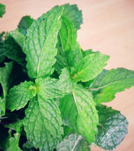 เมล็ดพันธุ์สเปียร์มินท์ Spearmint 200 เมล็ด