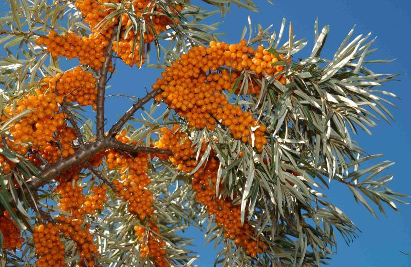 ซี บัคธอร์น (ผลไม้มหัศจรรย์) Sea Buckthorn 20 เมล็ด
