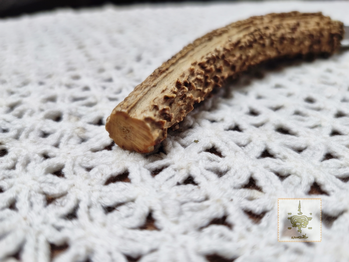 มีดเก่า ด้ามเขากวาง