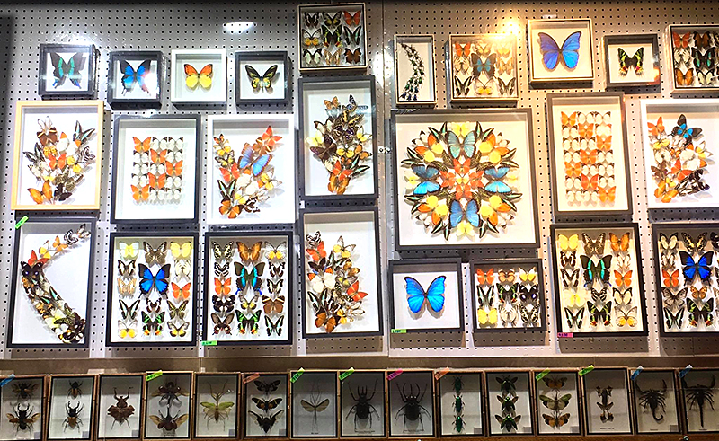 butterfly insect taxidermy ผีเสื้อสต๊าฟ แมลงสต๊าฟ