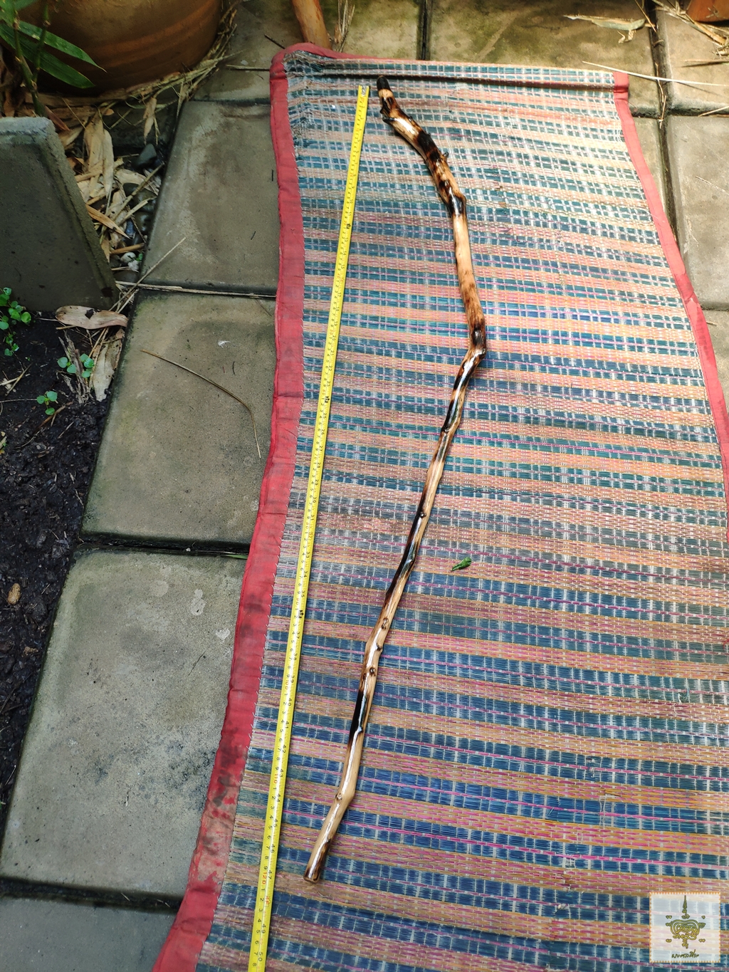 ไม้เท้า ไม้ปังยายา