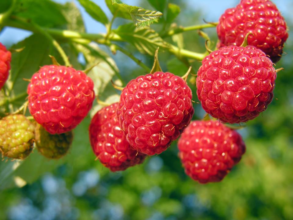 เมล็ดเรด ราสเบอร์รี่ Raspberries Fruit 20 เมล็ด