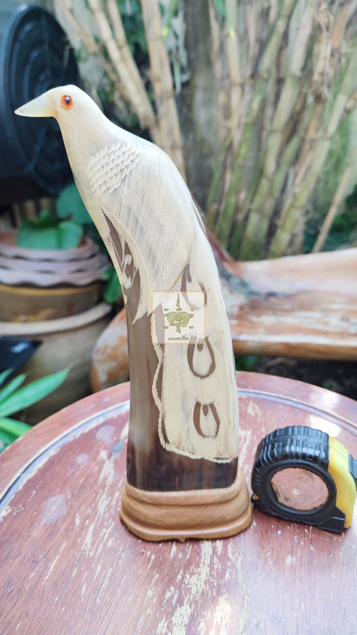 นกเขาควายเผือก