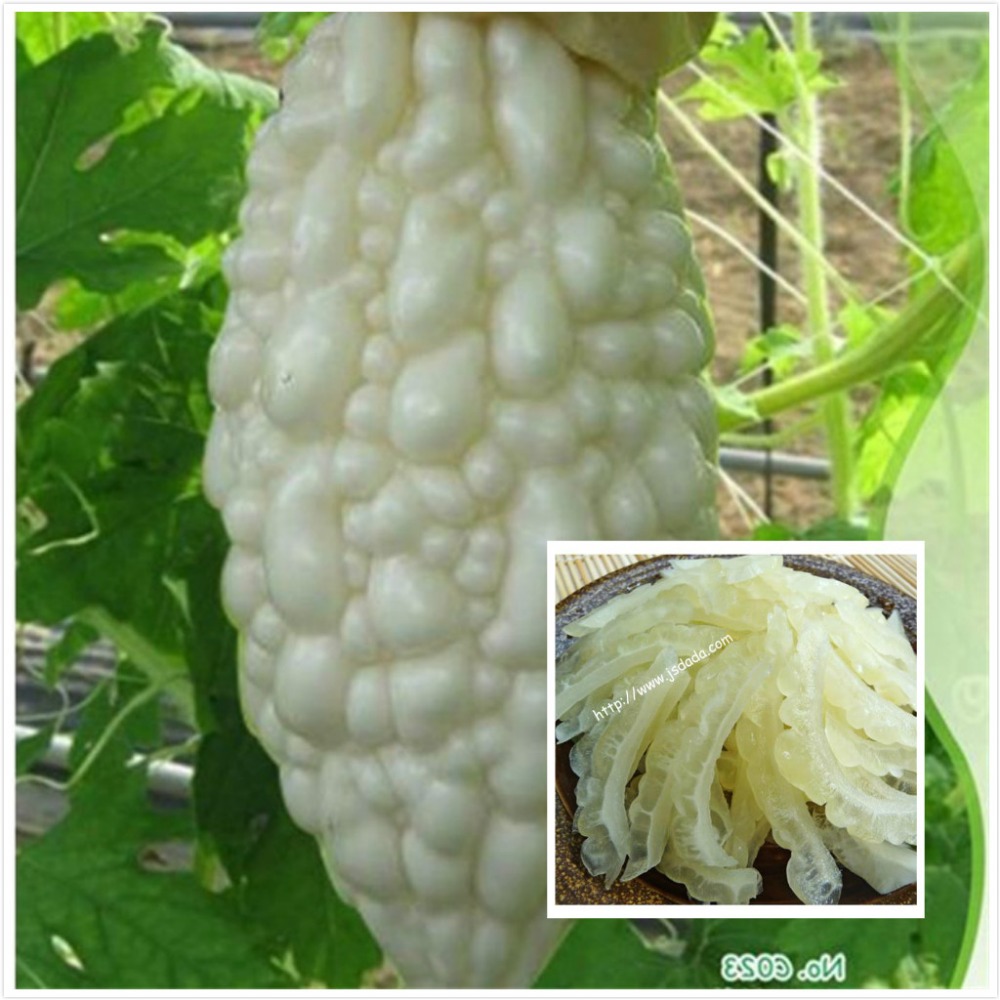 เมล็ดพันธุ์มะระญี่ปุ่น (สีขาว) 10 เมล็ด