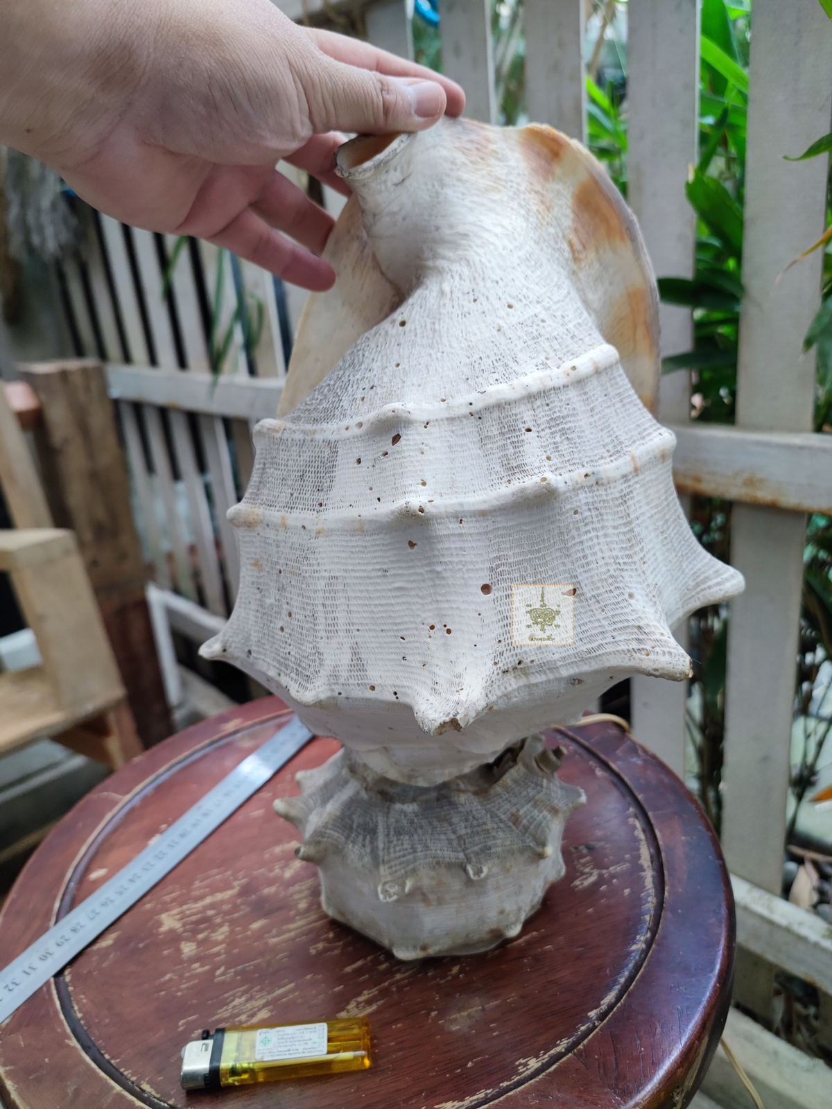 โคมไฟเปลือกหอย ใหญ่มาก