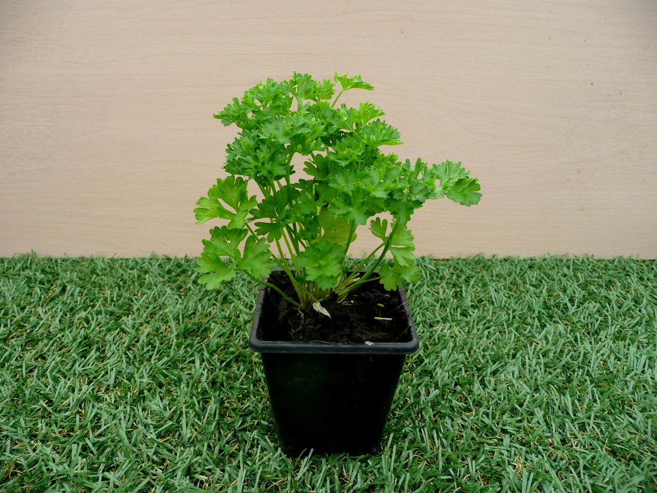 เมล็ดผัก Parsley Moss Curled 200 เมล็ด