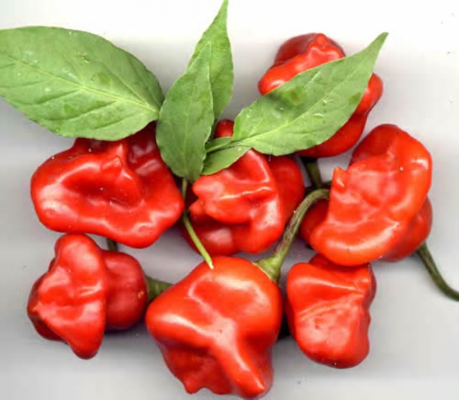 พริกจ่ามงกุฏ Bishop Crown Pepper ชุดละ 20 เมล็ด