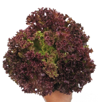 เมล็ดผักสลัด Red Coral ถุงละ 20+2 เมล็ด