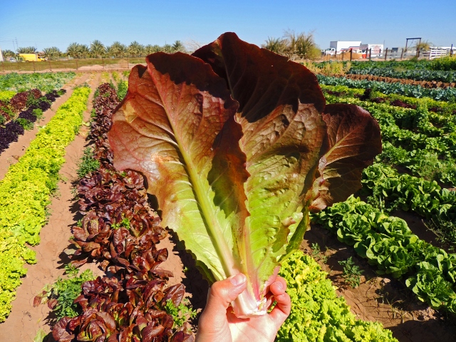 เมล็ดพันธุ์ ผักสลัด Cimmaron Lettuce 300 เมล็ด