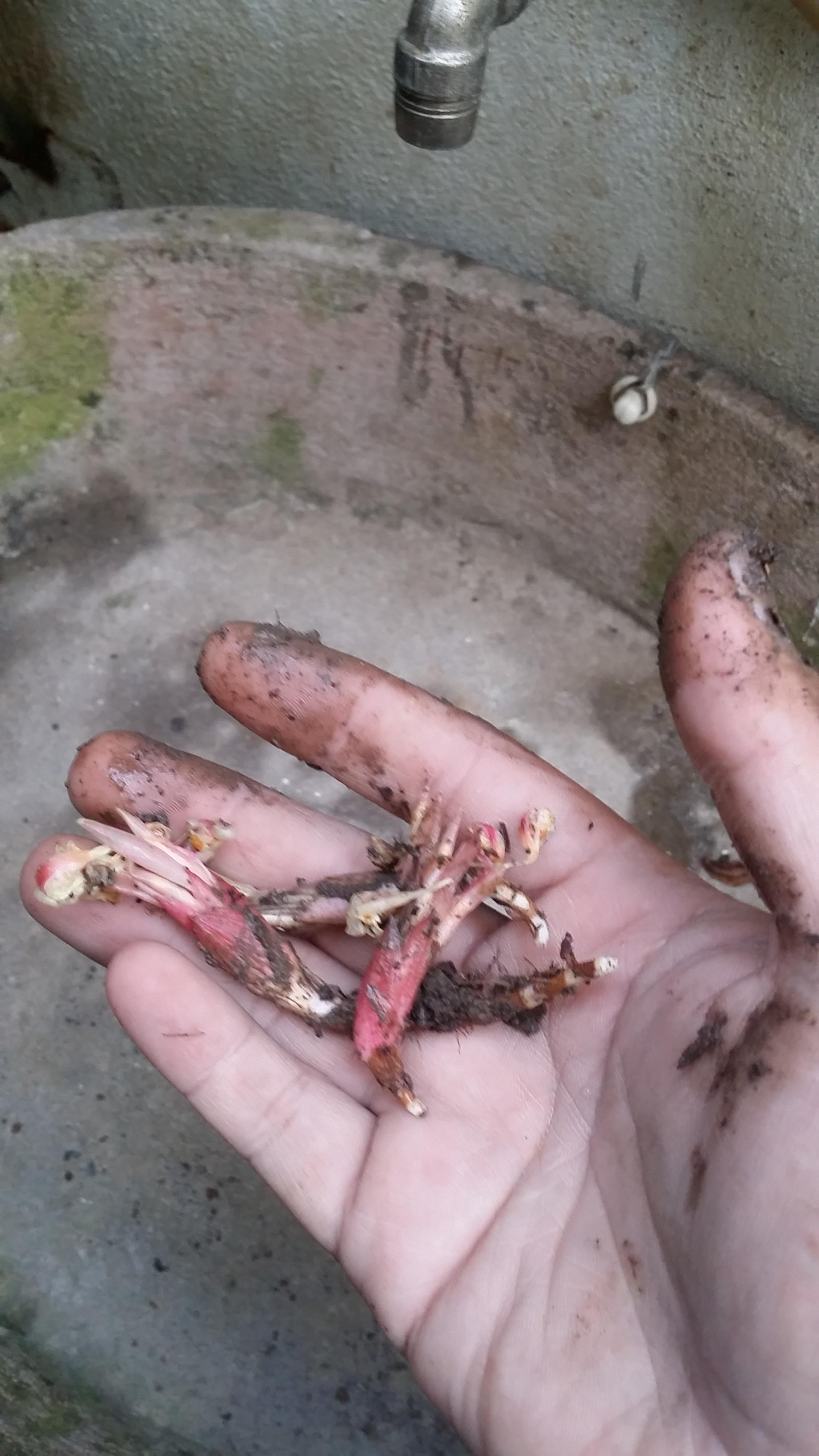 ดอกทอง ตัวผู้-ตัวเมีย