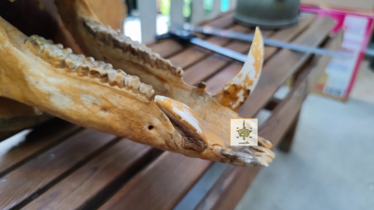 หัวหมูป่า